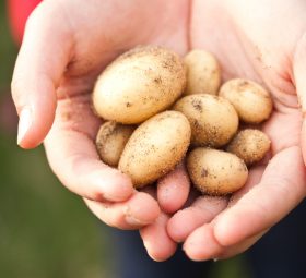CULTURE SOUS PIVOTS ( Blé – Maïs – Pomme de terre )