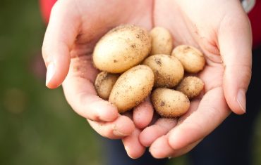 CULTURE SOUS PIVOTS ( Blé – Maïs – Pomme de terre )
