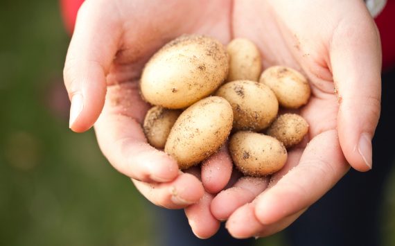 CULTURE SOUS PIVOTS ( Blé – Maïs – Pomme de terre )