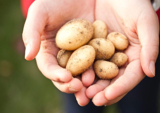 CULTURE SOUS PIVOTS ( Blé – Maïs – Pomme de terre )