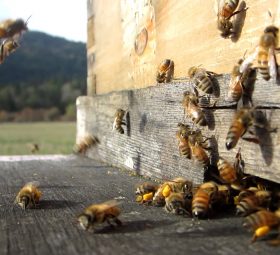 APICULTURE