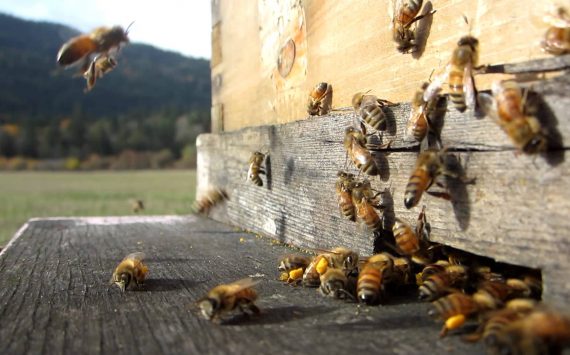 APICULTURE