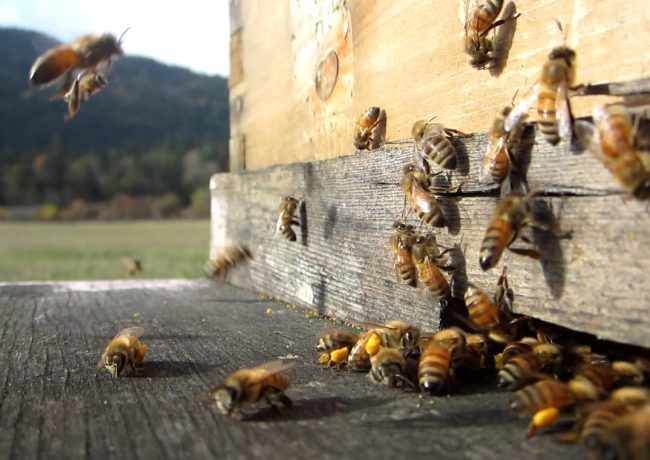 APICULTURE